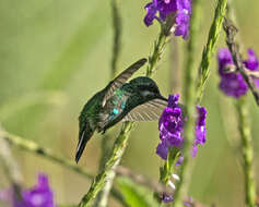 Image of Green Thorntail