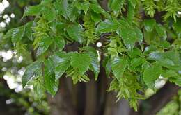 Image of European hornbeam