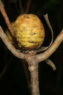 Image of Leucadendron coniferum (Thunb.) Meissn.