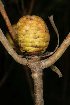 Imagem de Leucadendron coniferum (Thunb.) Meissn.