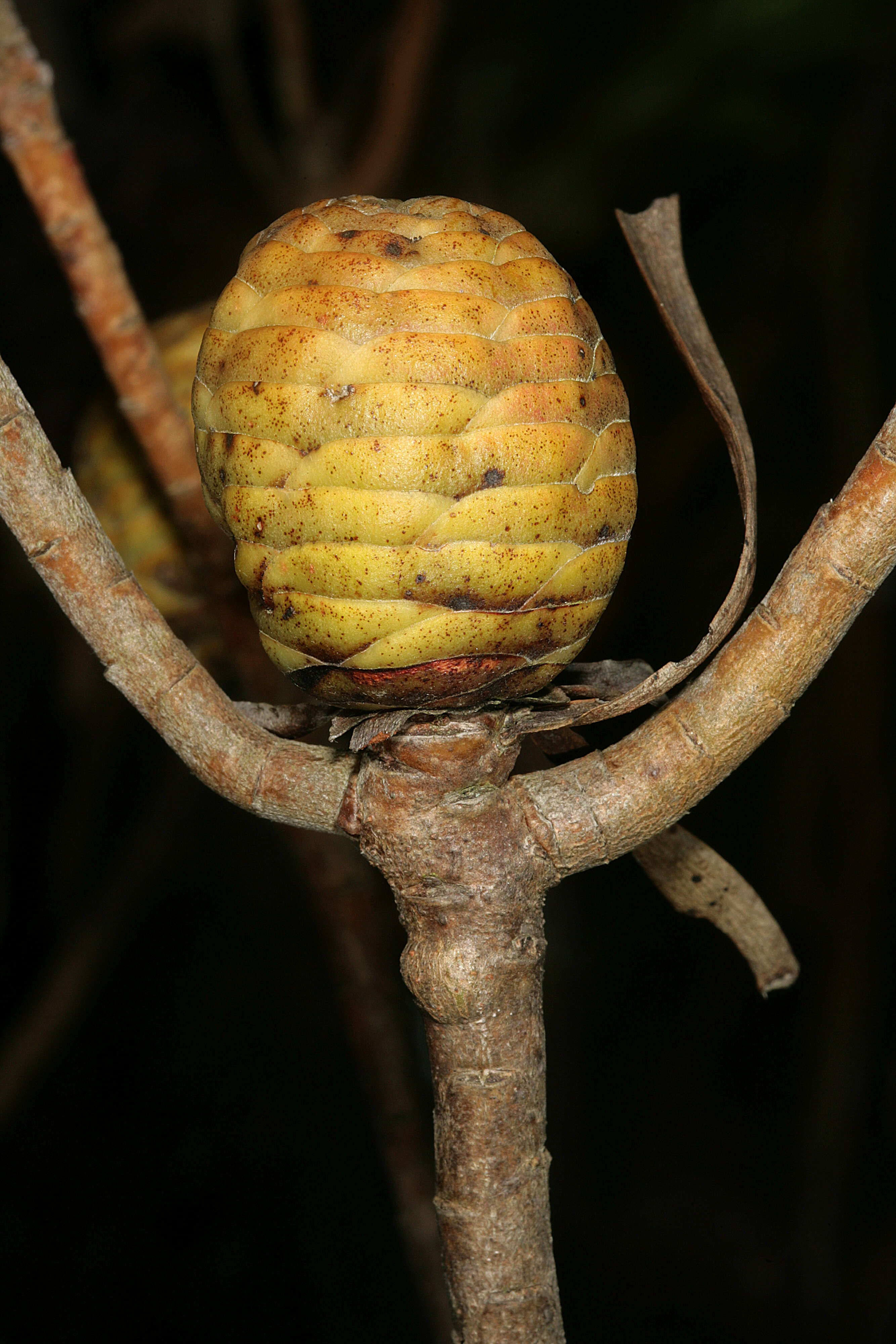 Image of Leucadendron coniferum (Thunb.) Meissn.