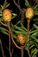 Image of Leucadendron coniferum (Thunb.) Meissn.