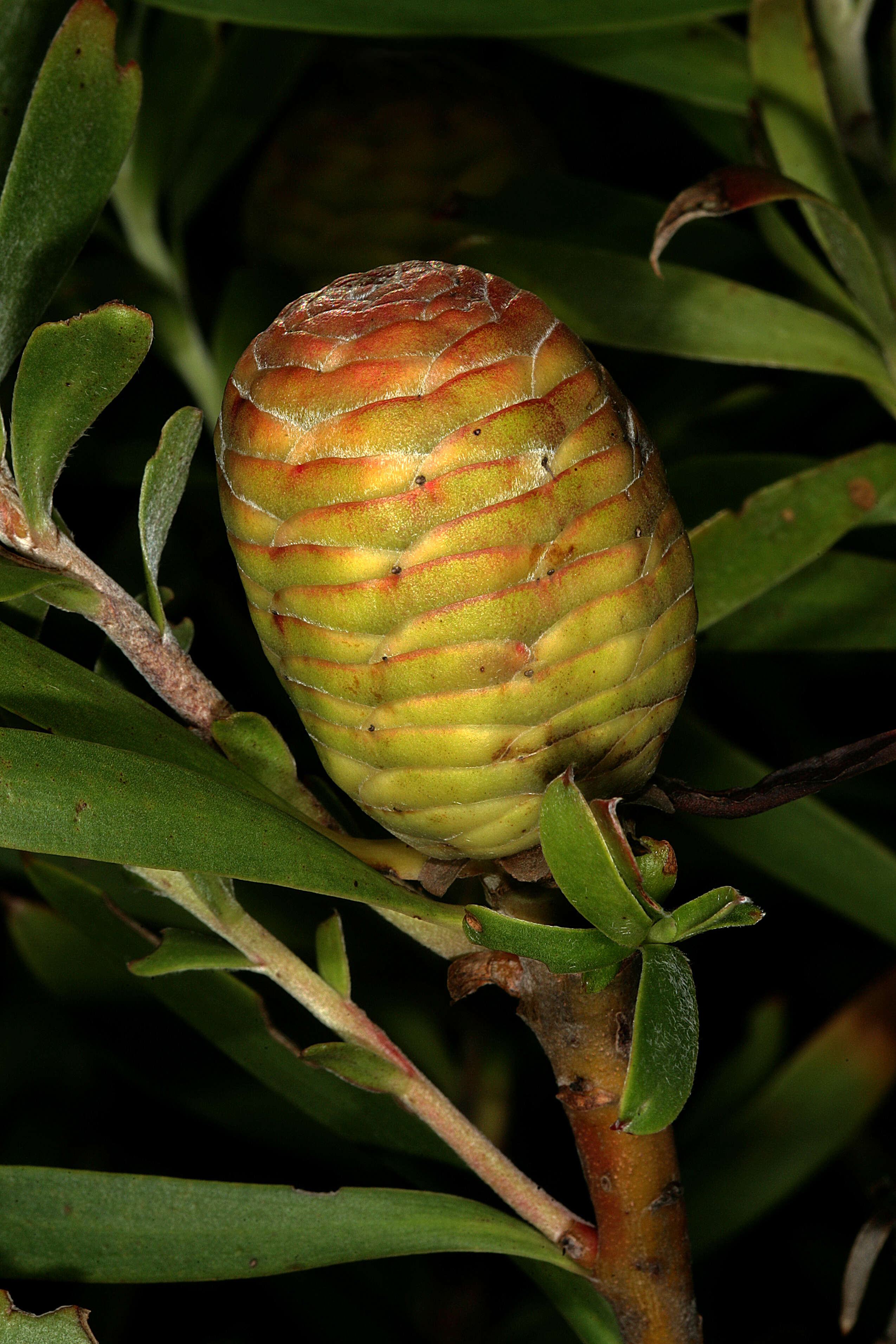 Image of Leucadendron coniferum (Thunb.) Meissn.