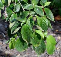 Image of Pacific dogwood