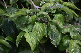 Image of Pacific dogwood