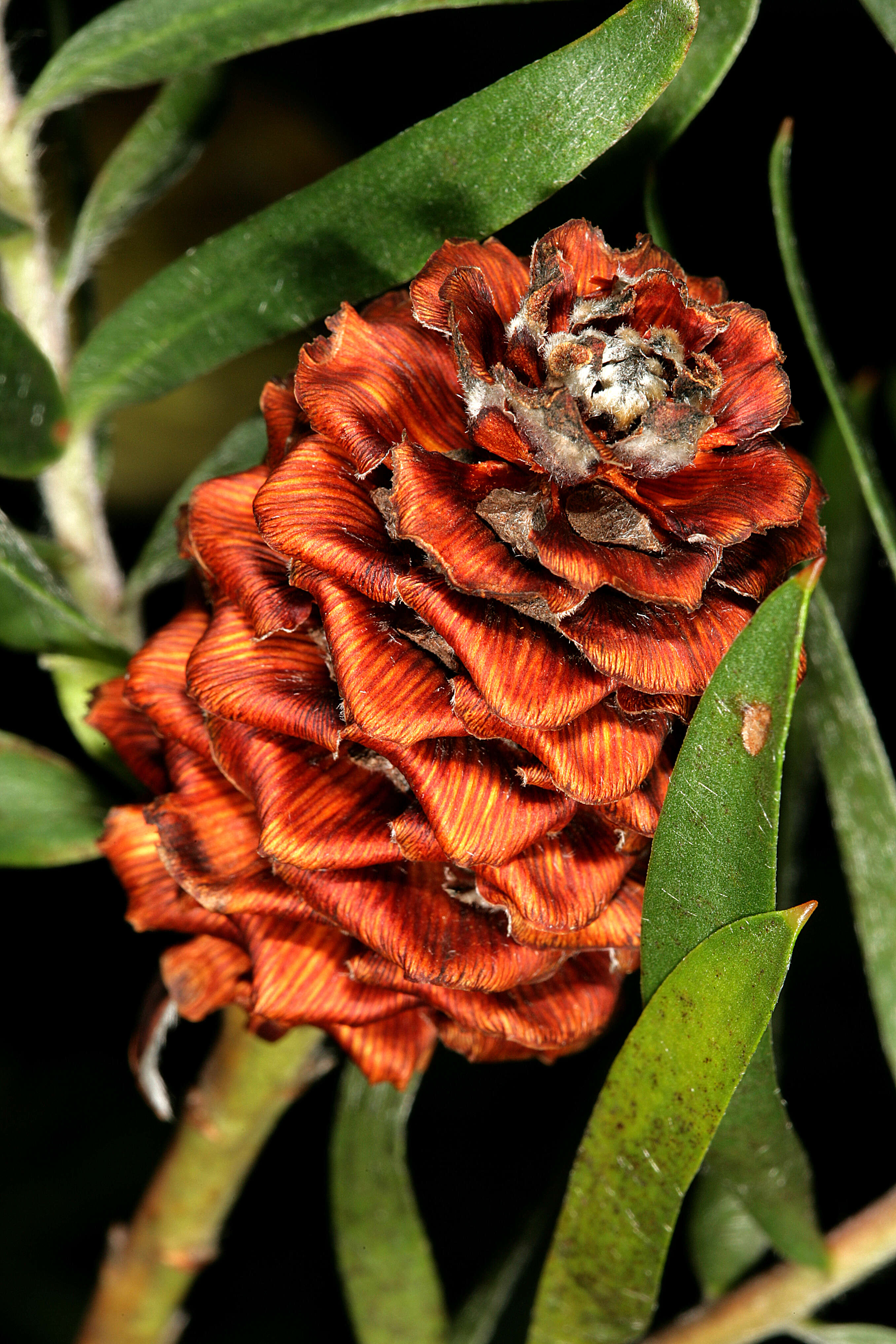 Imagem de Leucadendron coniferum (Thunb.) Meissn.