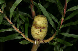 صورة Leucadendron coniferum (Thunb.) Meissn.