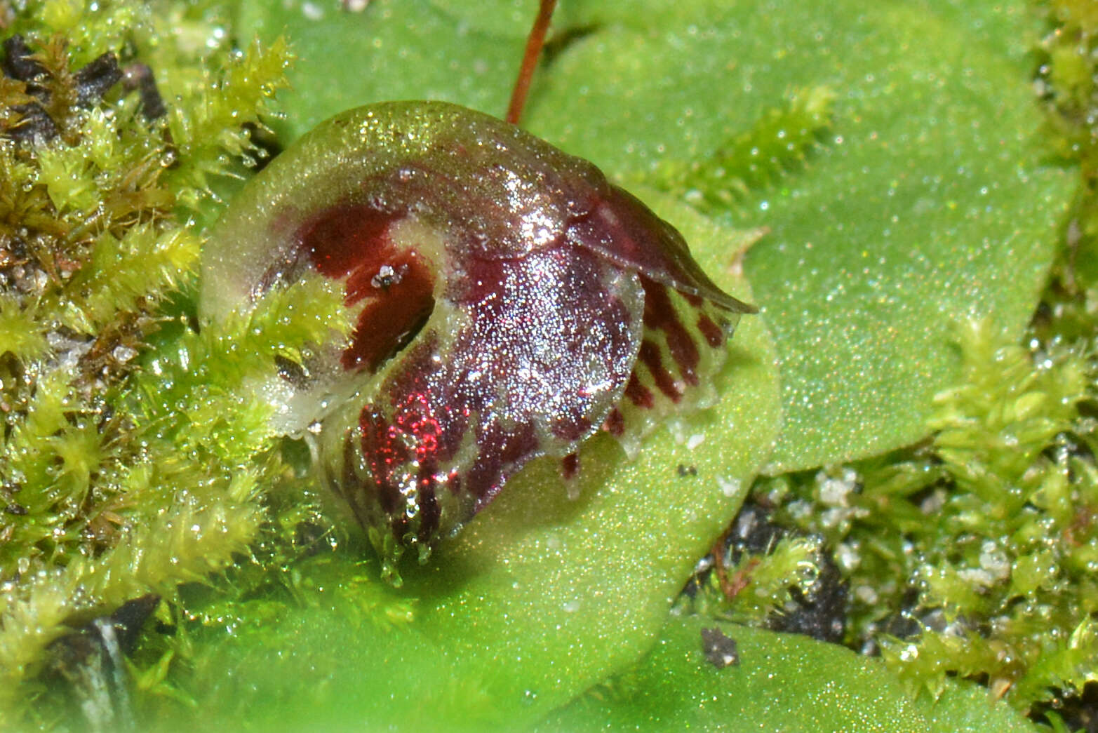 Image of Tiny helmet orchid