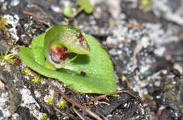 Image of Tiny helmet orchid