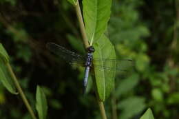 Image of Brachydiplax chalybea Brauer 1868