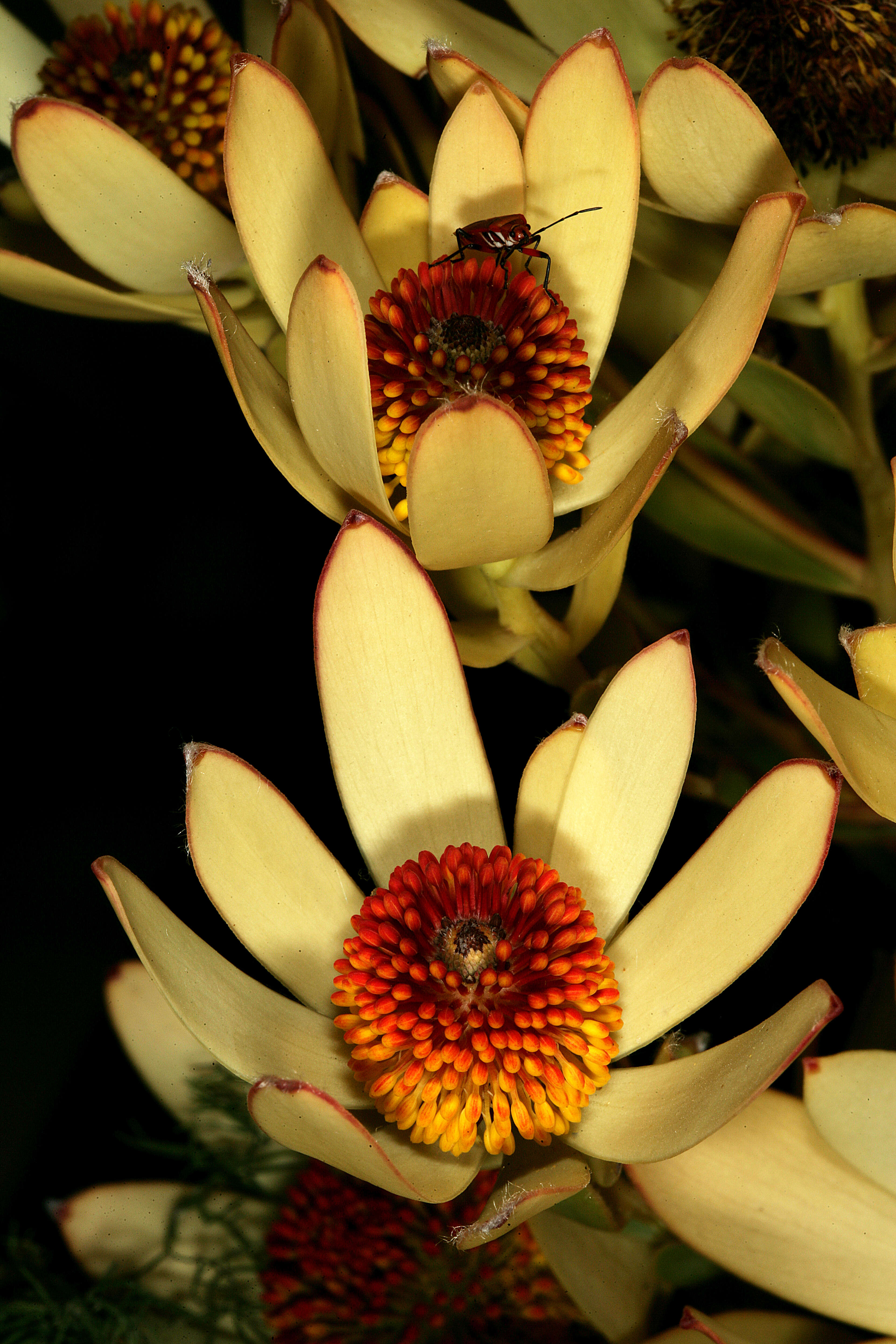 Plancia ëd Leucadendron discolor Buek ex Meissn.