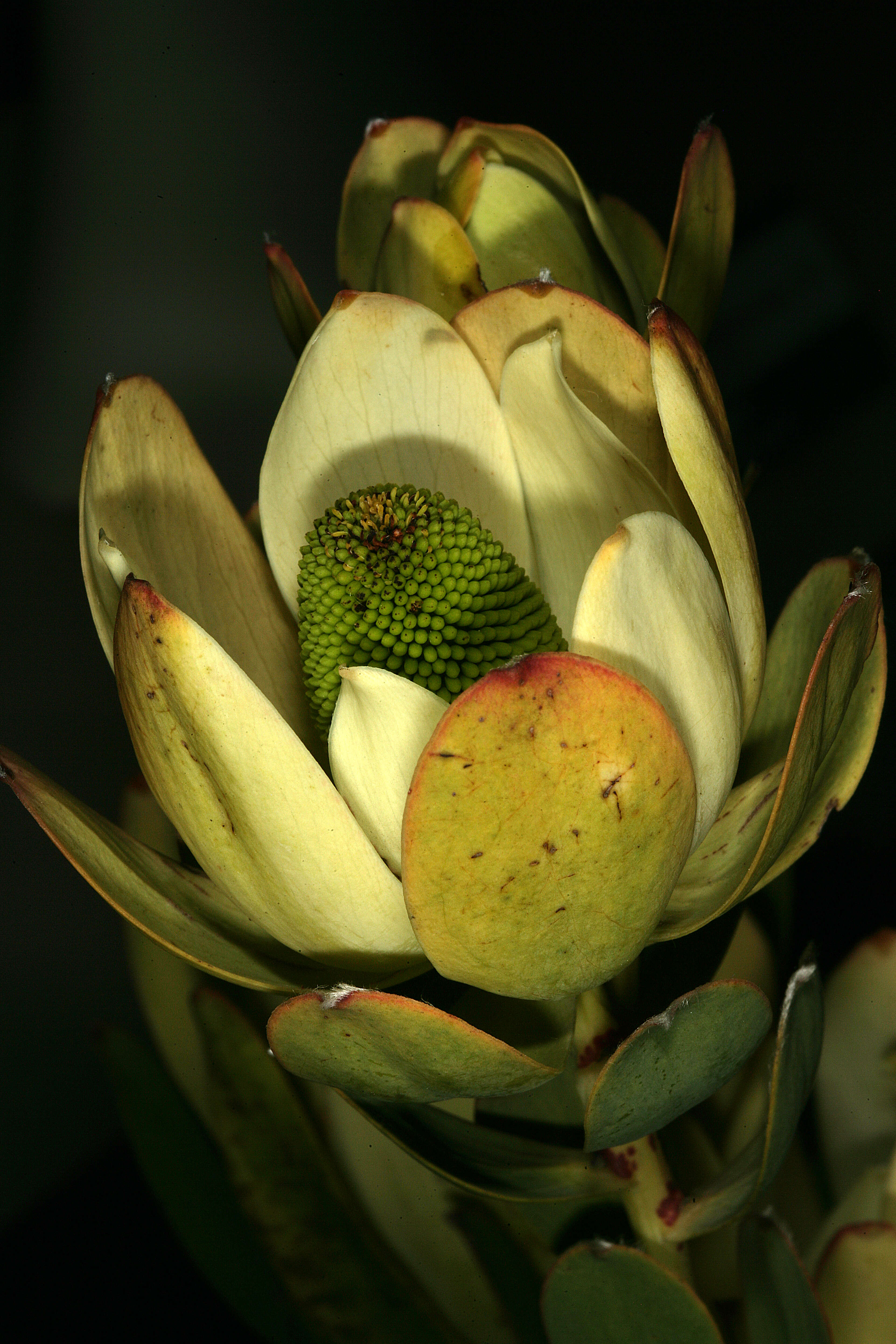 Image of Piketberg Conebush