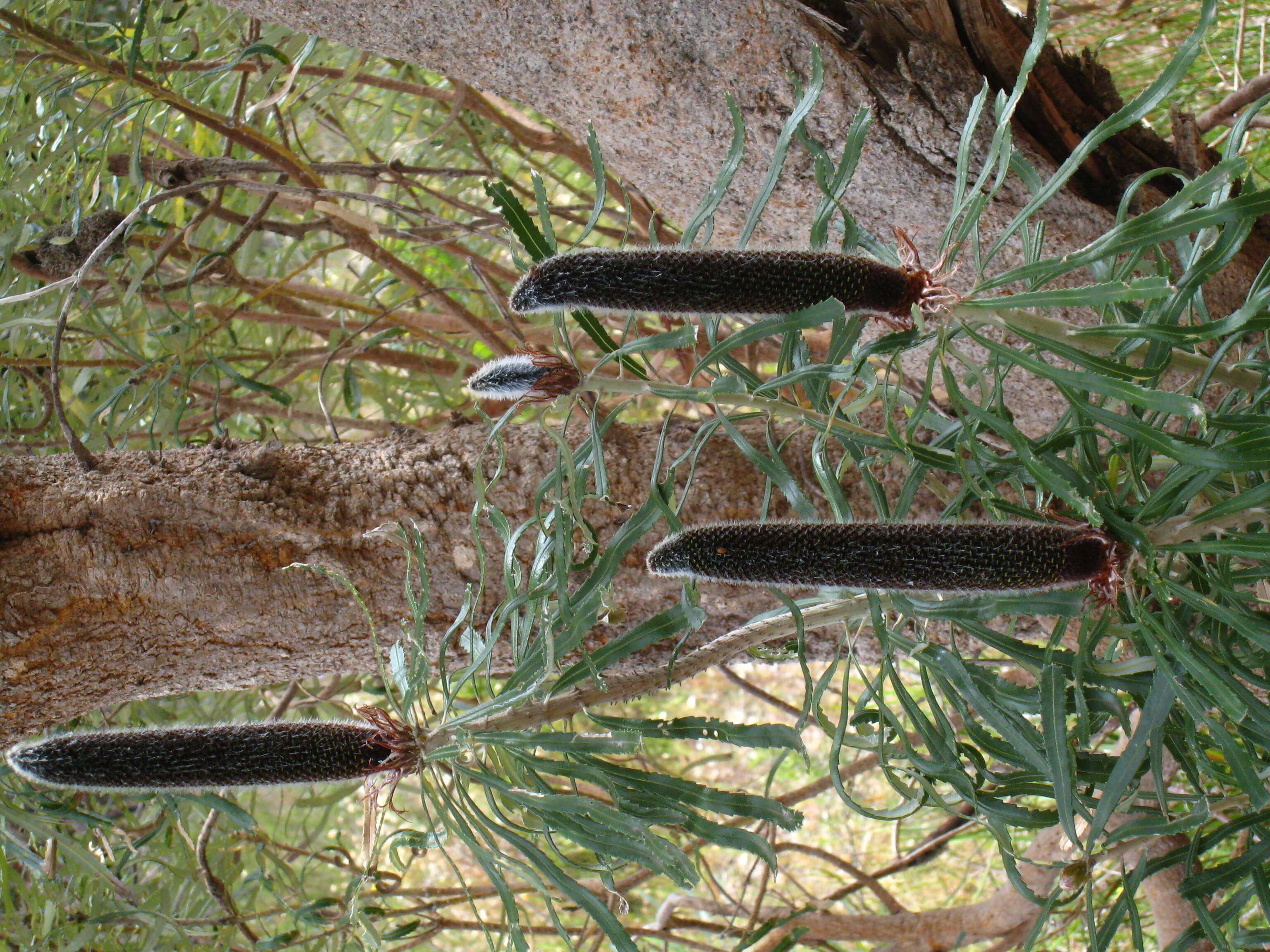 Plancia ëd Banksia attenuata R. Br.