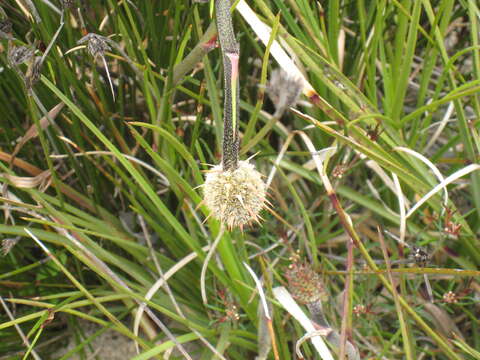 Image of Dasypogon bromeliifolius R. Br.