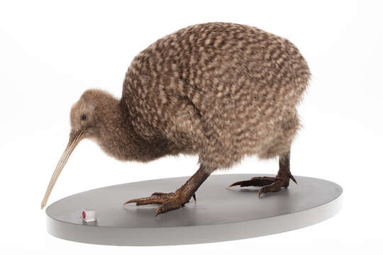 Image of kiwis