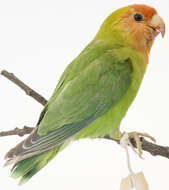 Image of Lilian's Lovebird