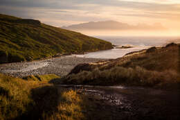 Image of King Penguin