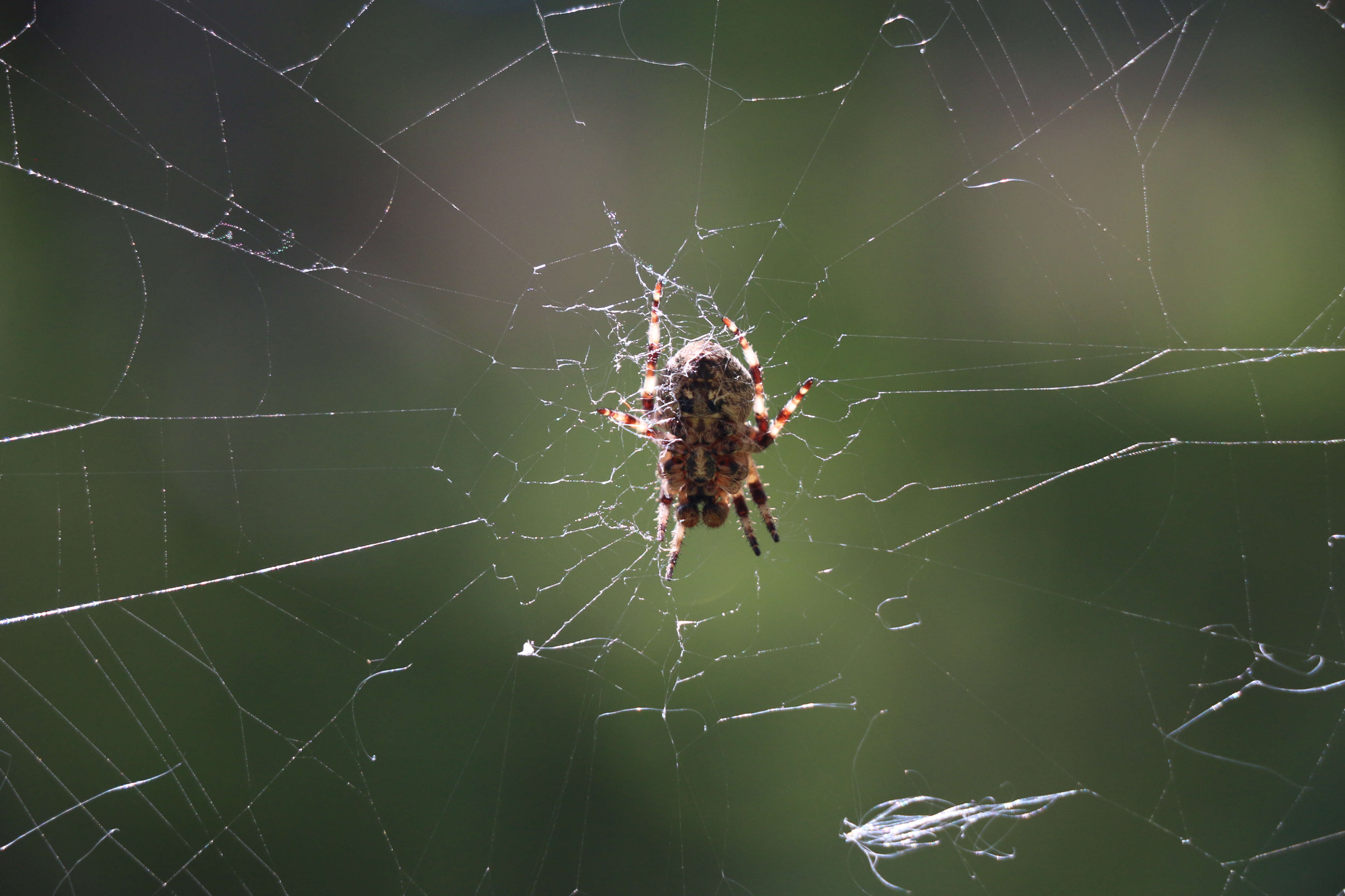 Image of Araneus