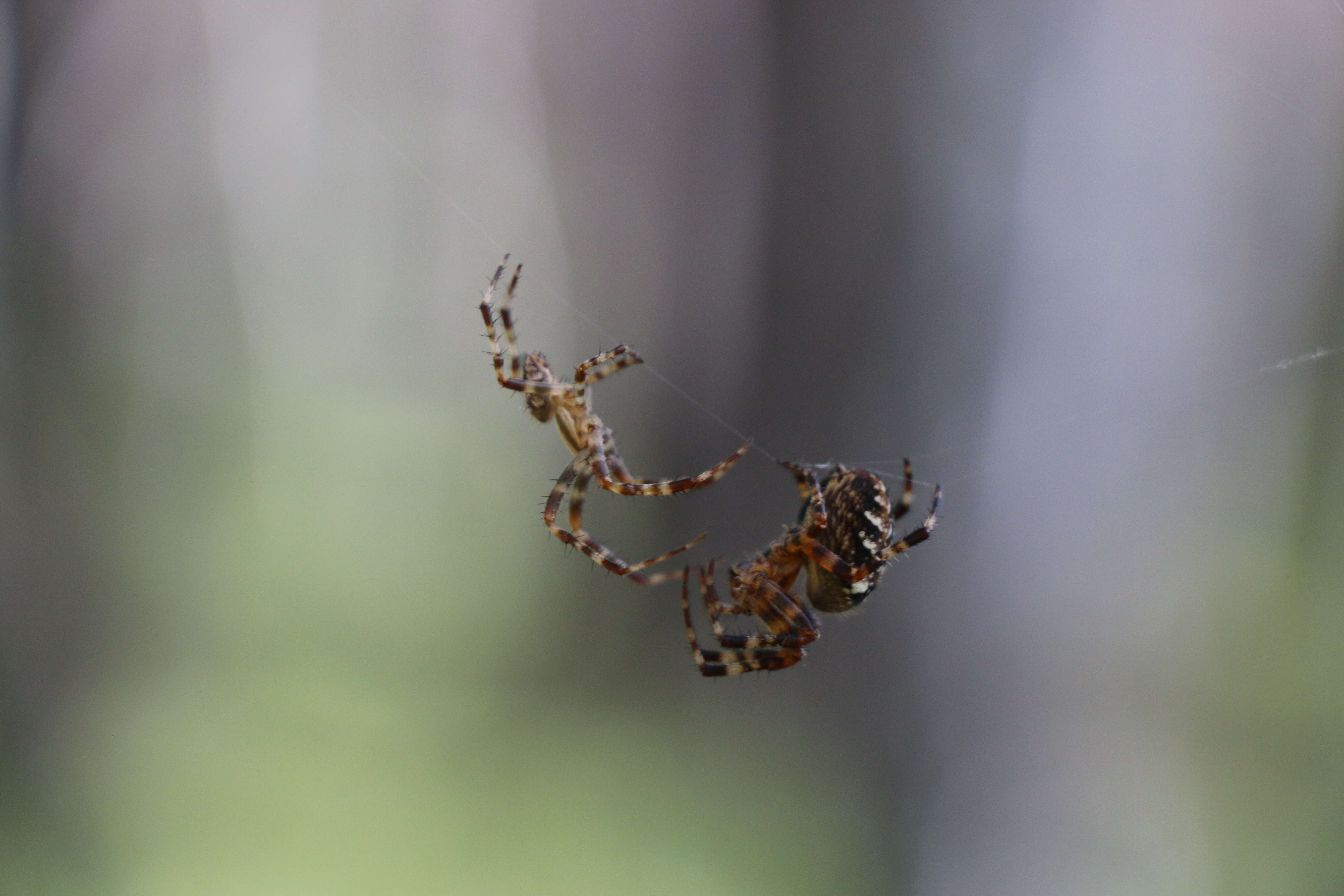 Image of Araneus