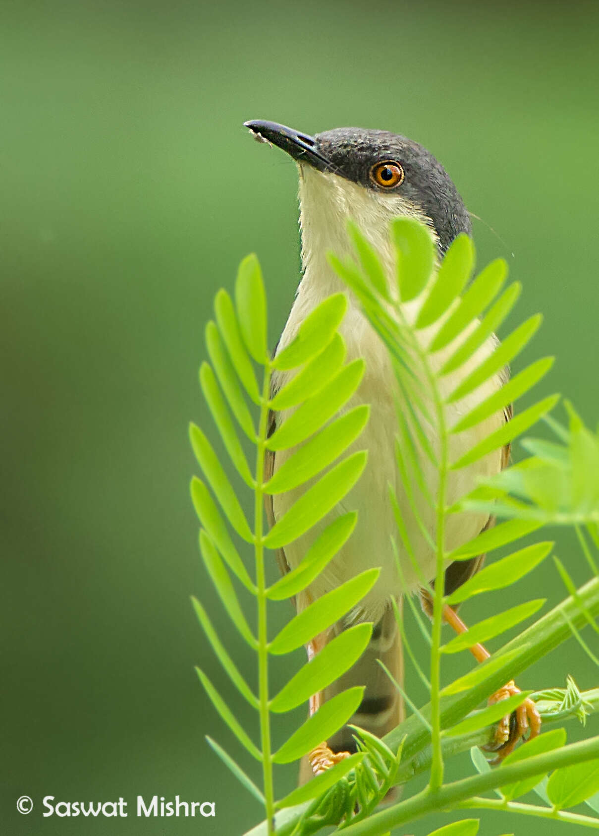 Image of Ashy Prinia