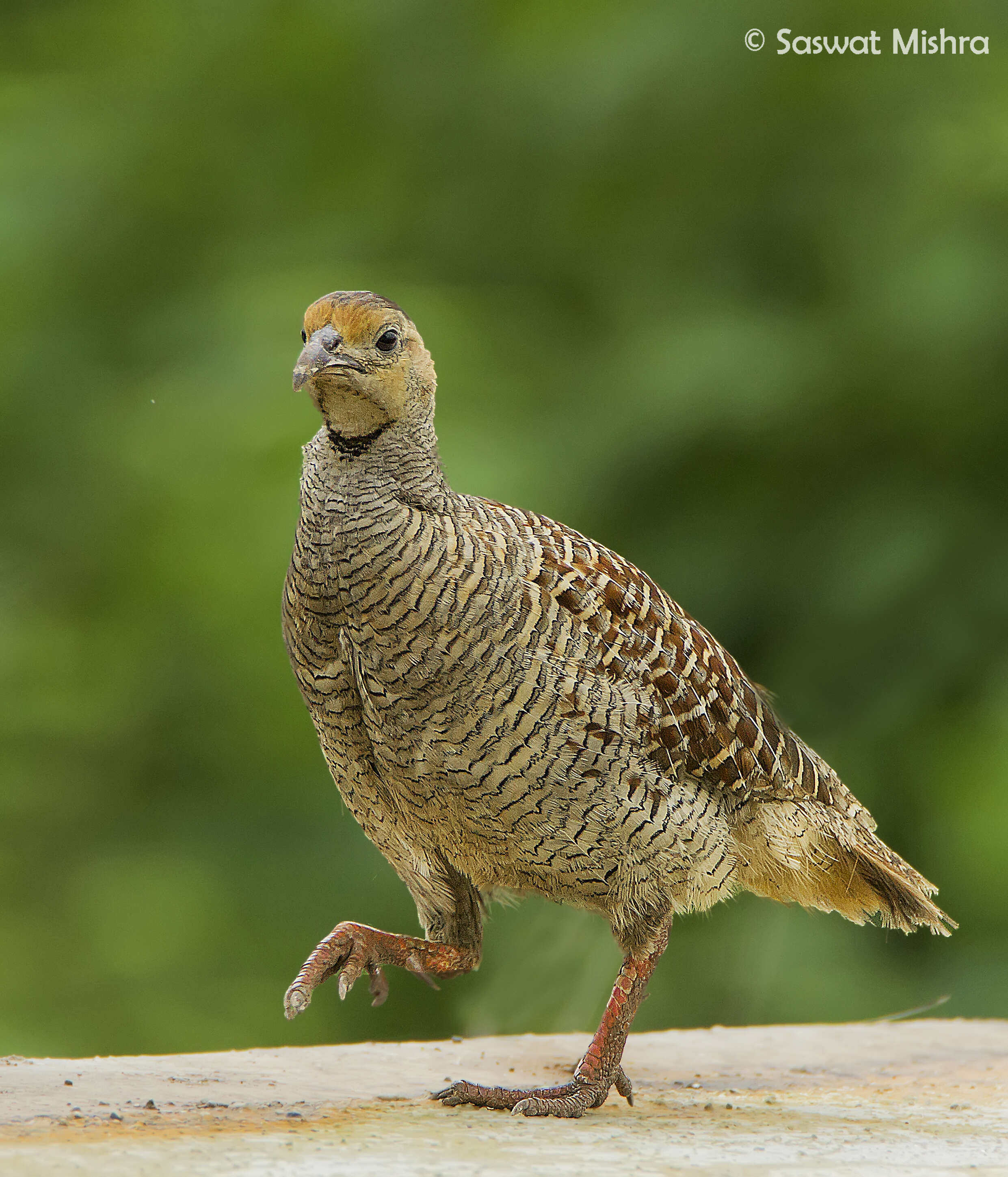 Image of Gray Francolin