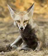 Image of white-footed fox
