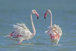 Imagem de Phoenicopterus roseus Pallas 1811