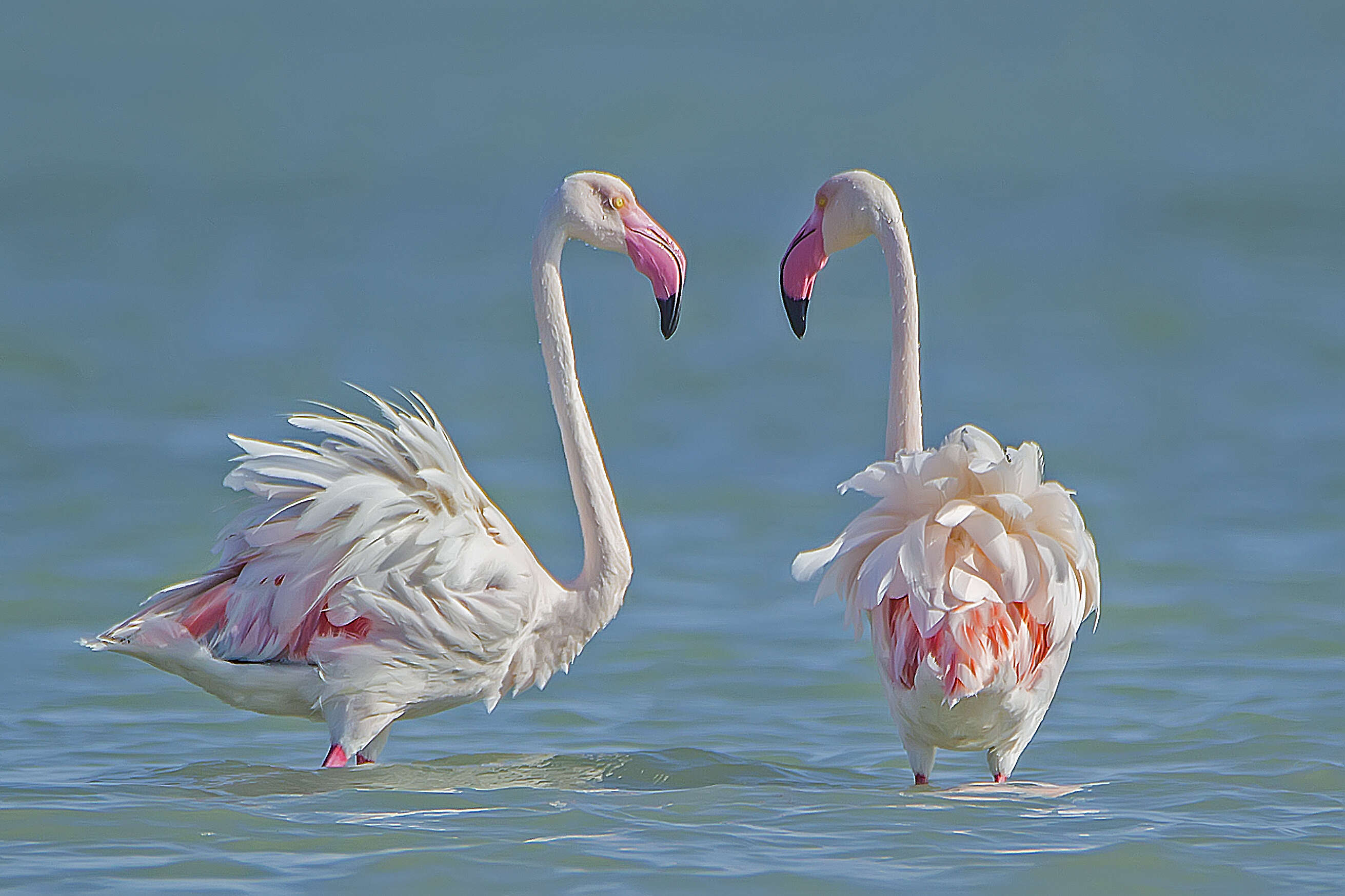 Imagem de Phoenicopterus roseus Pallas 1811