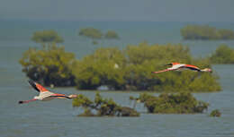 Imagem de Phoenicopterus roseus Pallas 1811