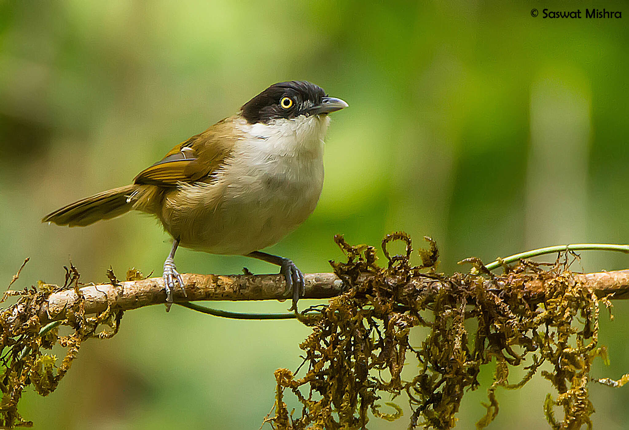 Image of Rhopocichla atriceps