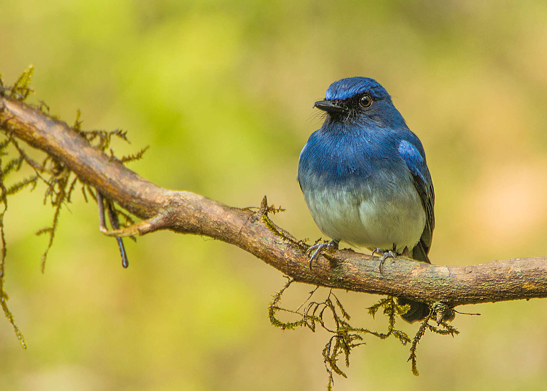 Image of White-bellied Blue Flycatcher