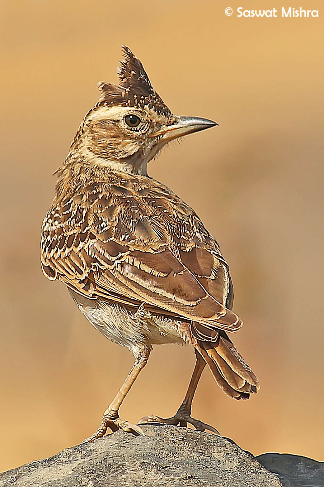 Image de Cochevis de Malabar