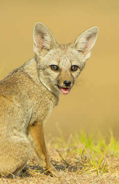 Image of Bengal Fox