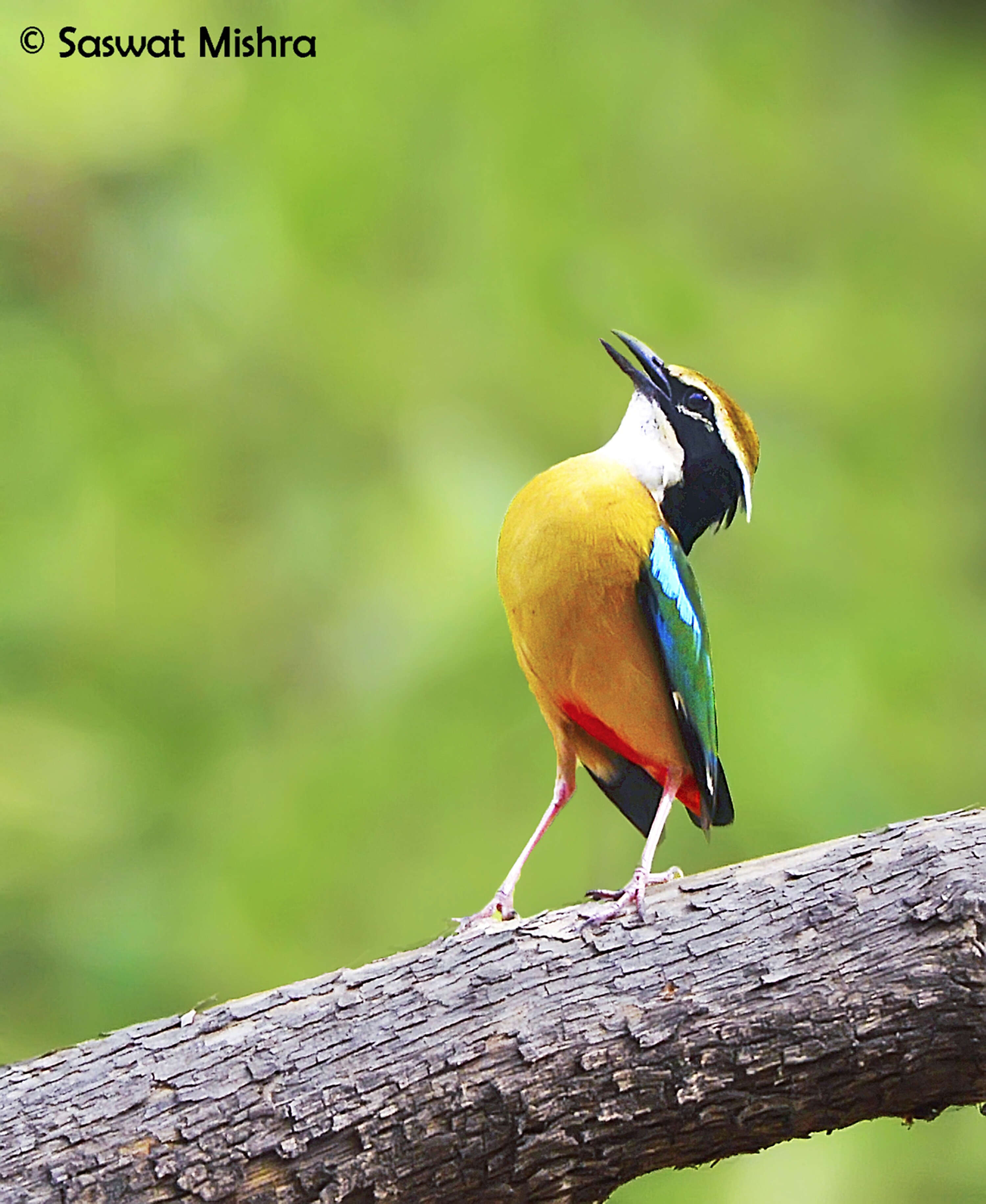 Plancia ëd Pitta brachyura (Linnaeus 1766)