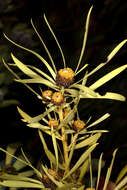 Image of Common Sunshine Conebush