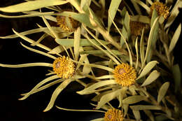 Image of Common Sunshine Conebush