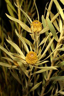 Image of Common Sunshine Conebush