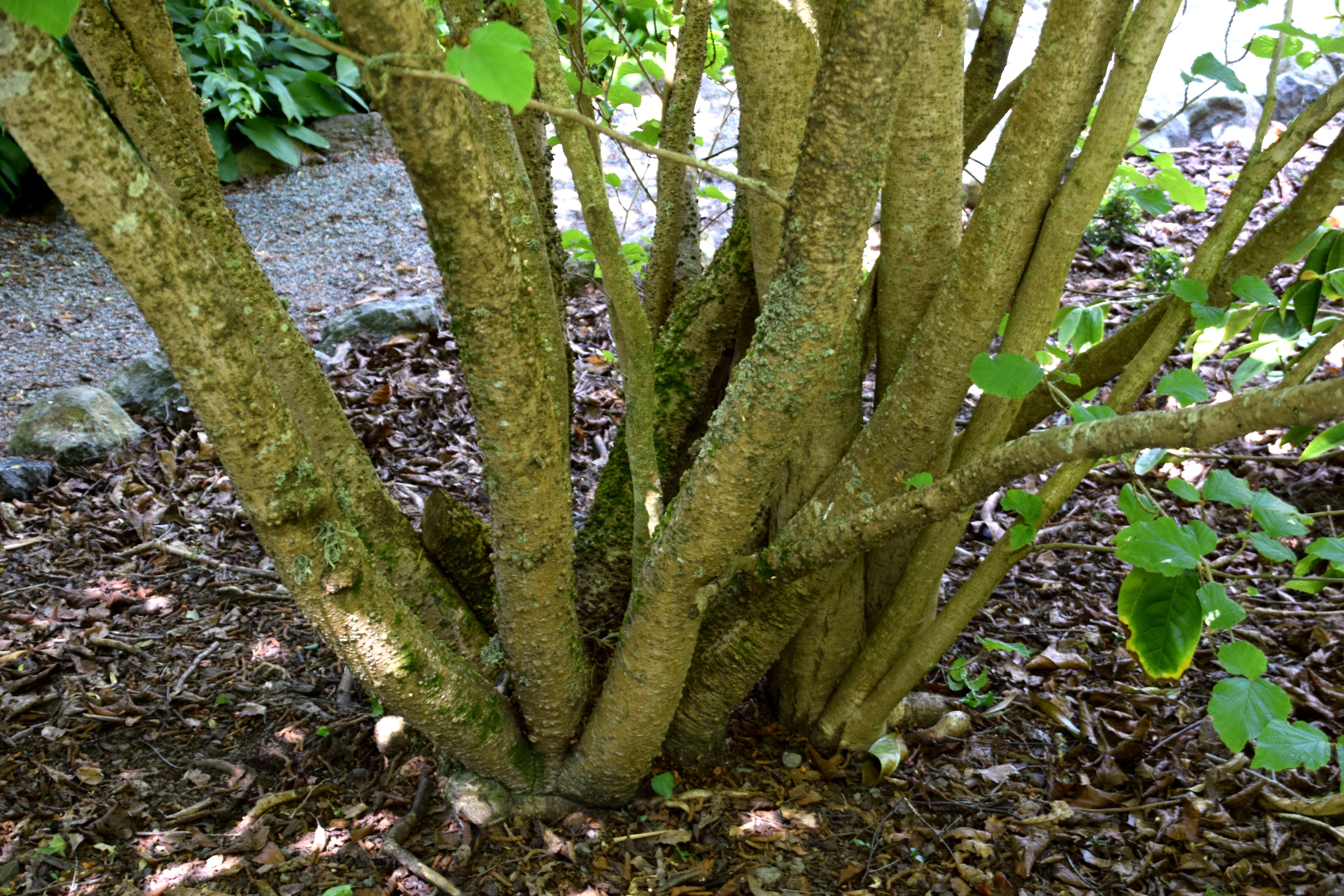 Image of Japanese Witch Hazel