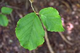 Image of Japanese Witch Hazel