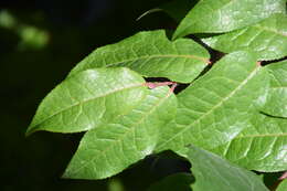 صورة Camellia yunnanensis Cohen-Stuart