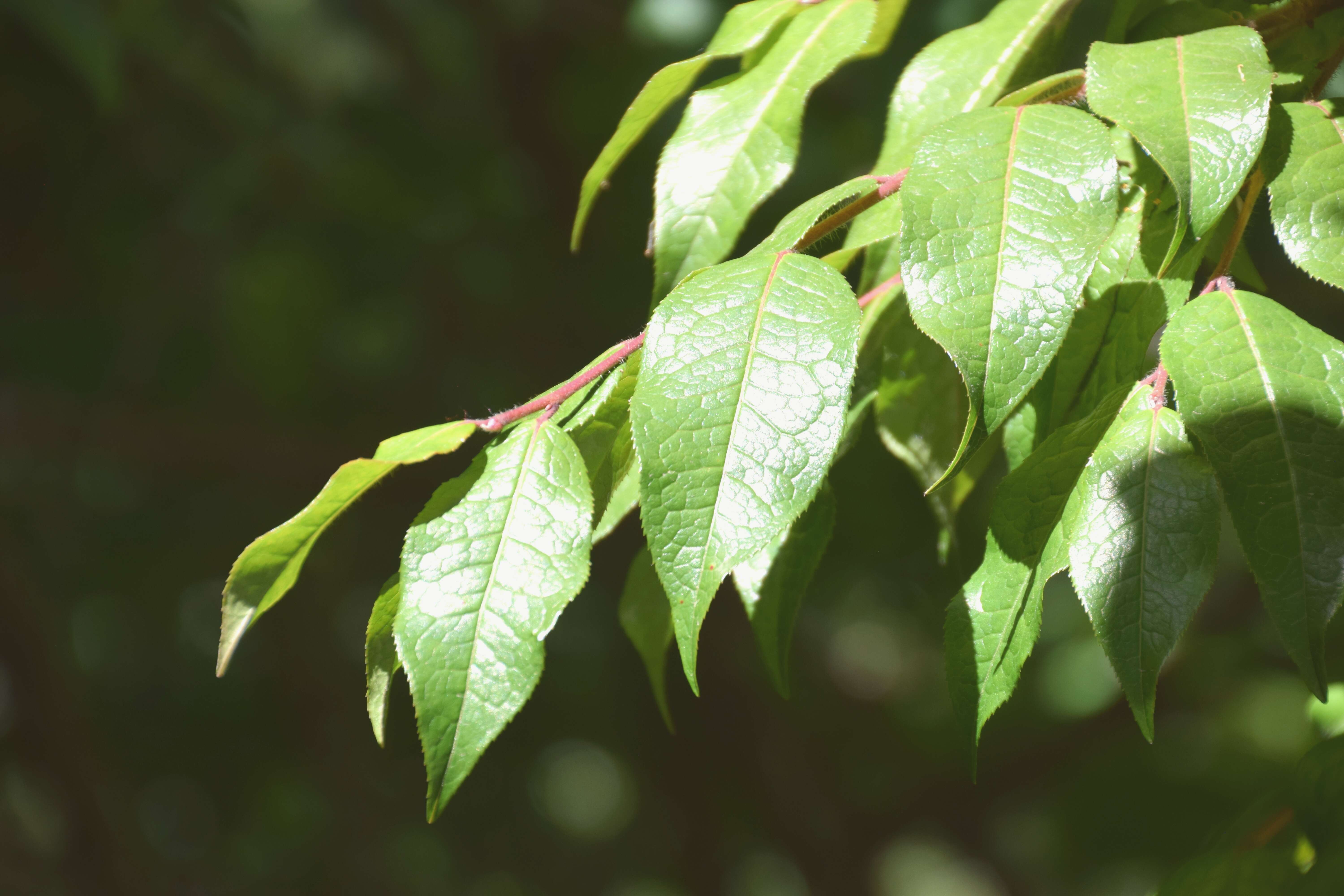 Imagem de Camellia yunnanensis Cohen-Stuart