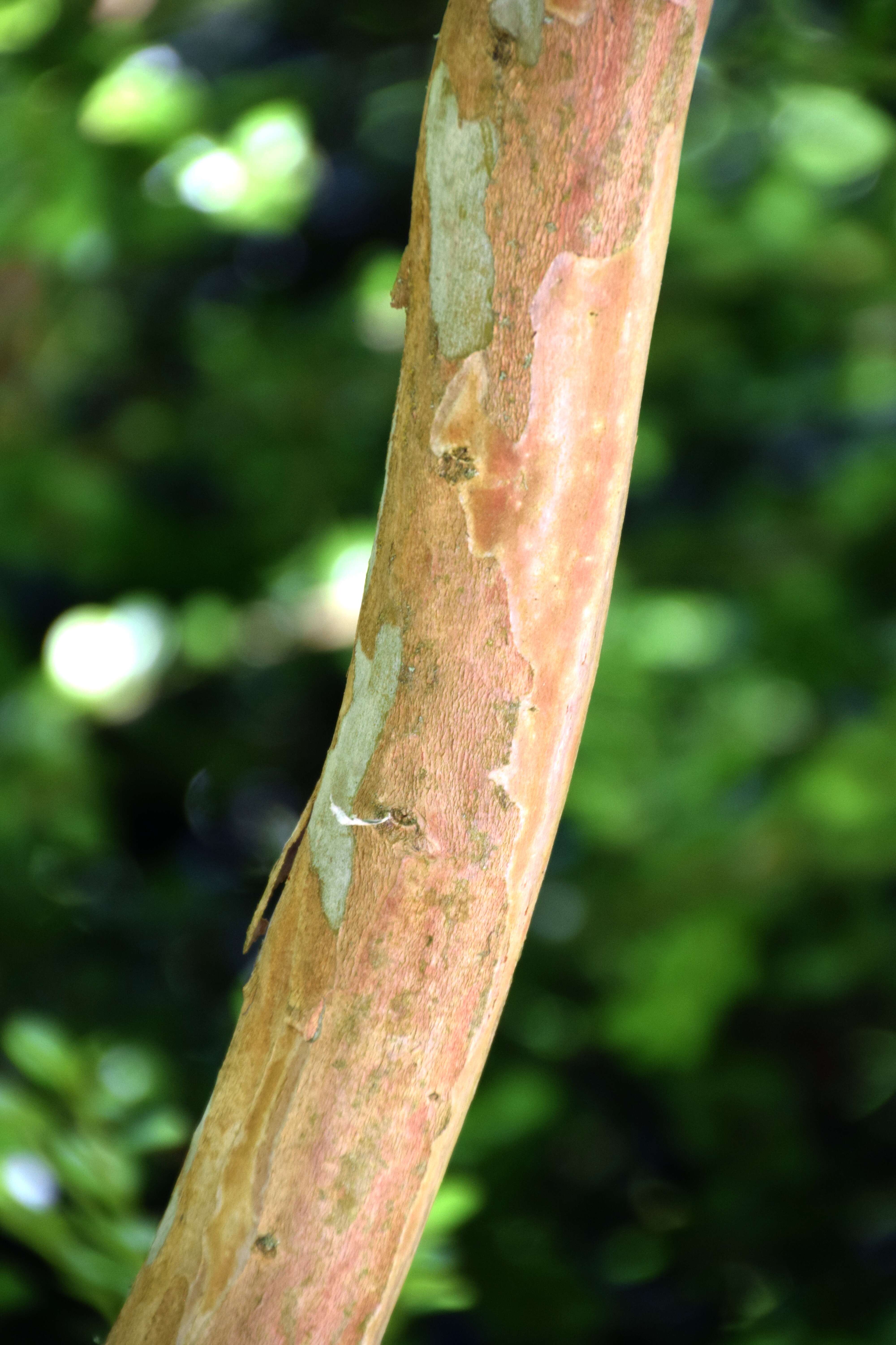 Image of Lagerstroemia subcostata Koehne