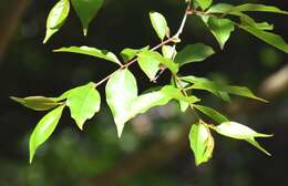 Image of Lagerstroemia subcostata Koehne