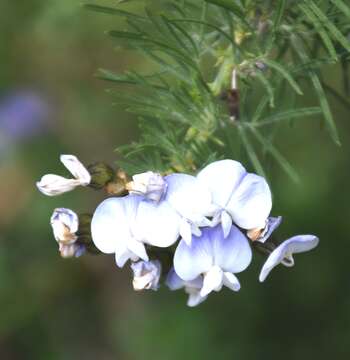 Imagem de Psoralea pinnata L.