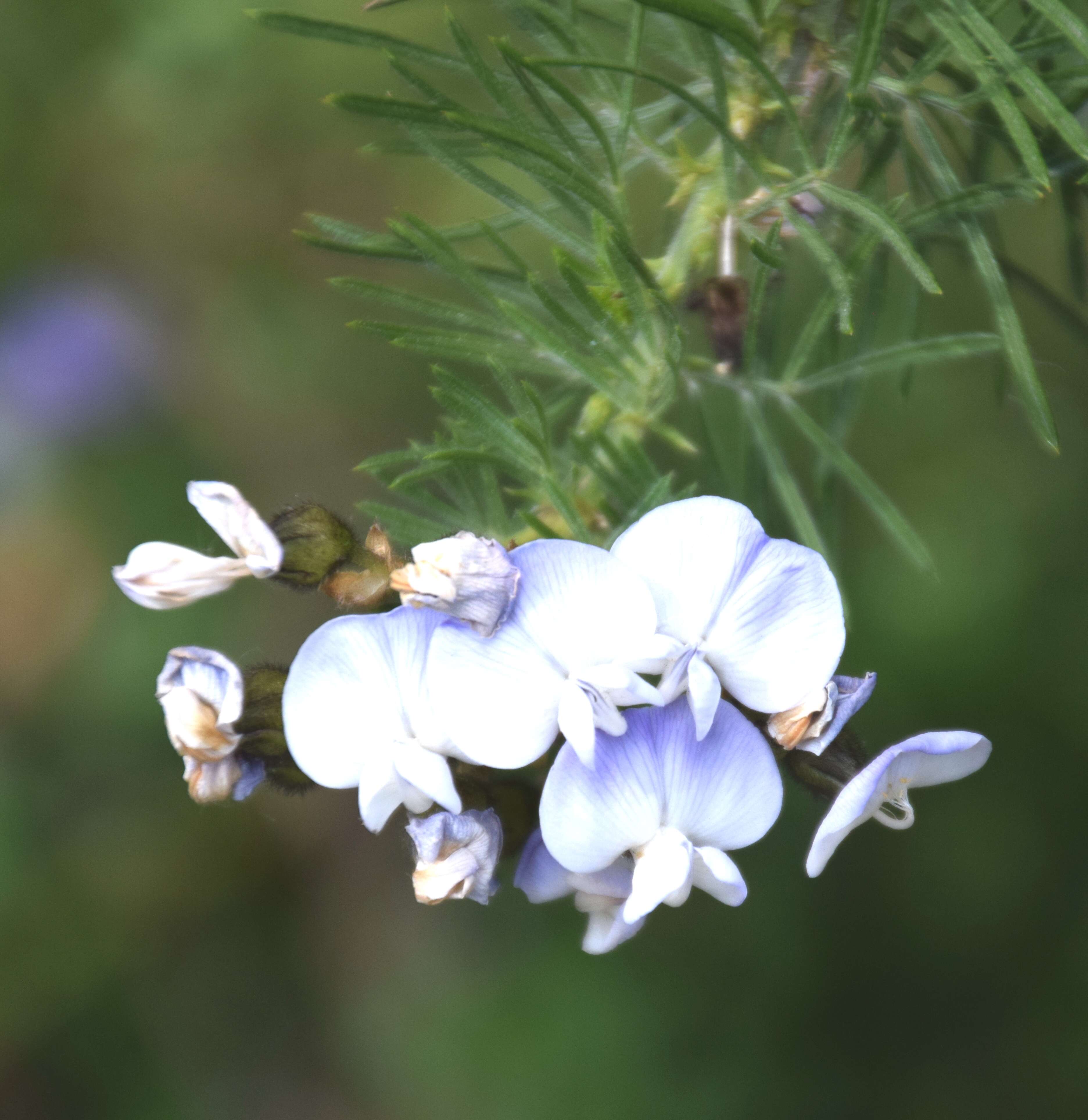 Plancia ëd Psoralea pinnata L.