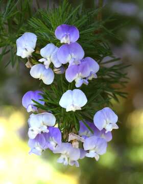 Plancia ëd Psoralea pinnata L.