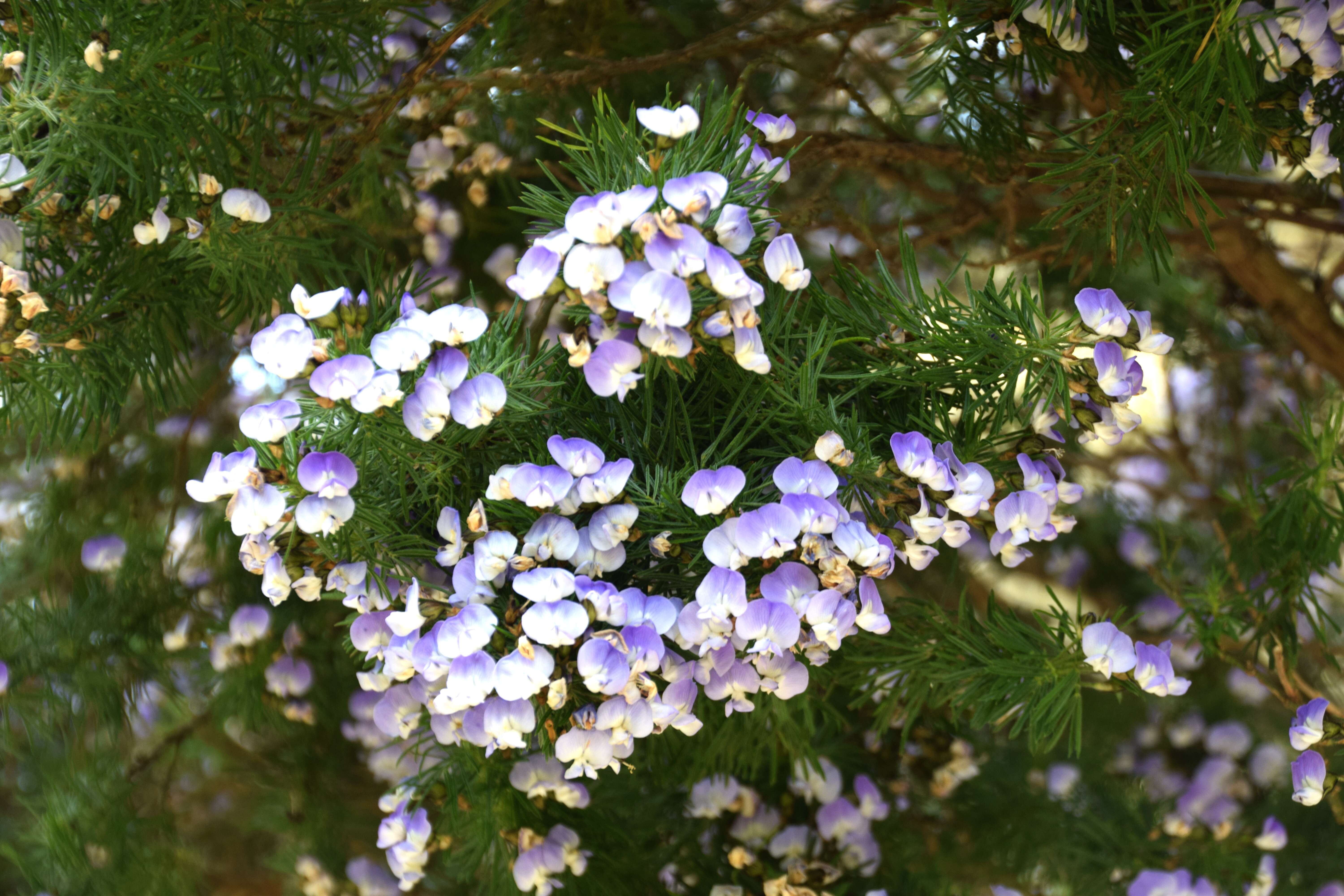 Plancia ëd Psoralea pinnata L.