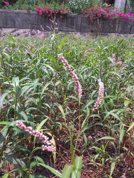 Image de Persicaria glabra (Willd.) Gomez de la Maza