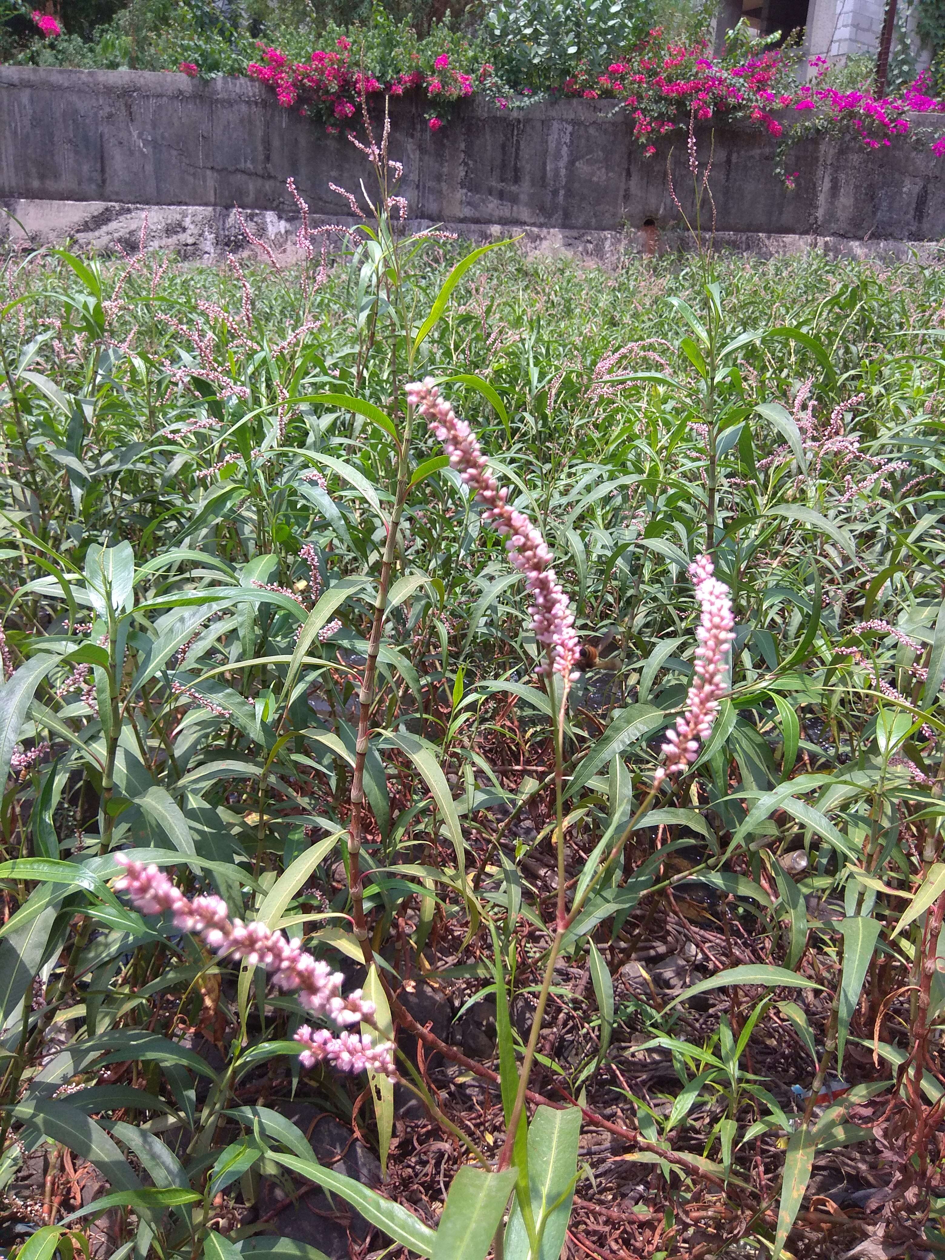 Image of Smooth Smartweed