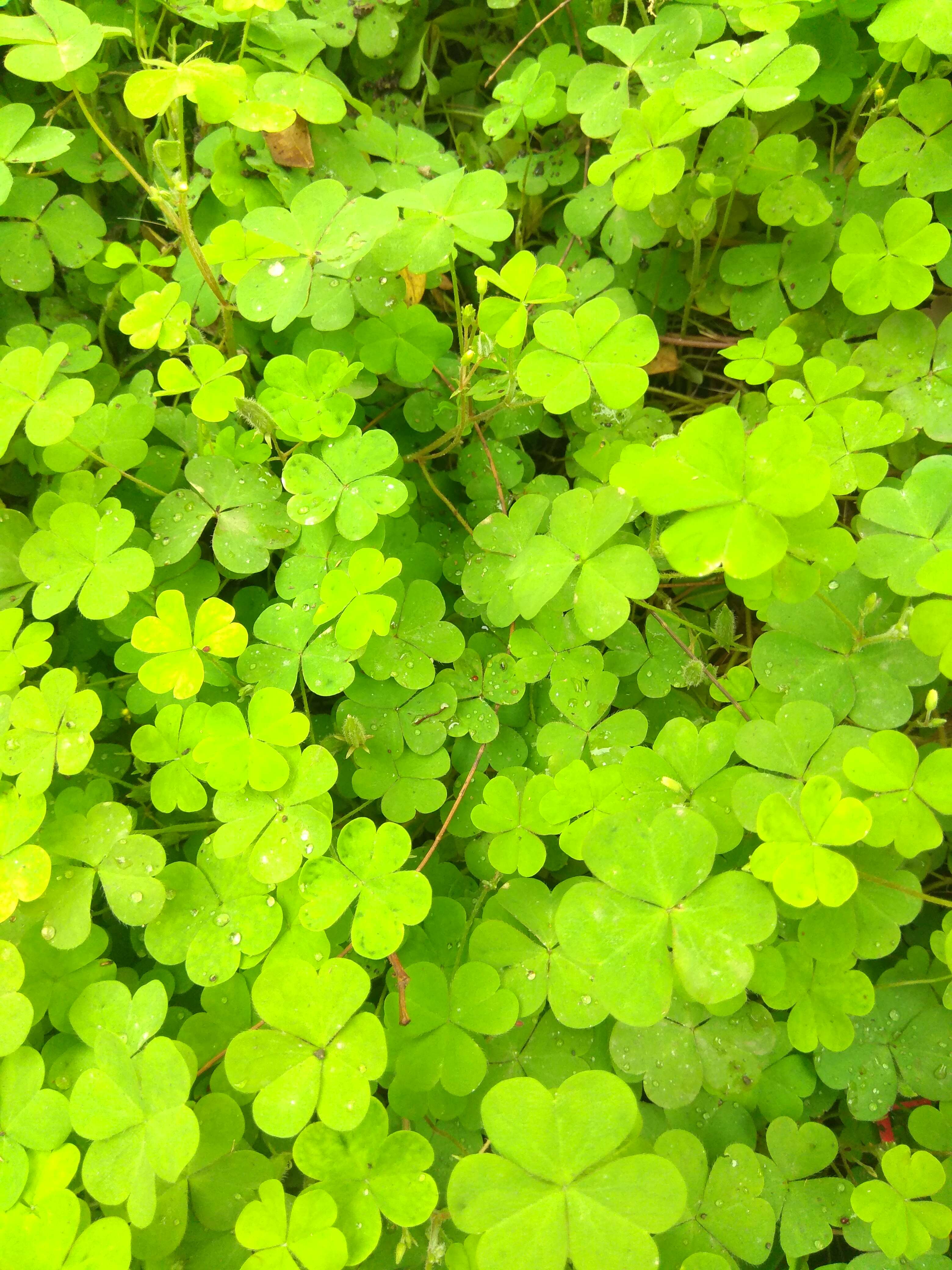 Image of Oxalis stricta